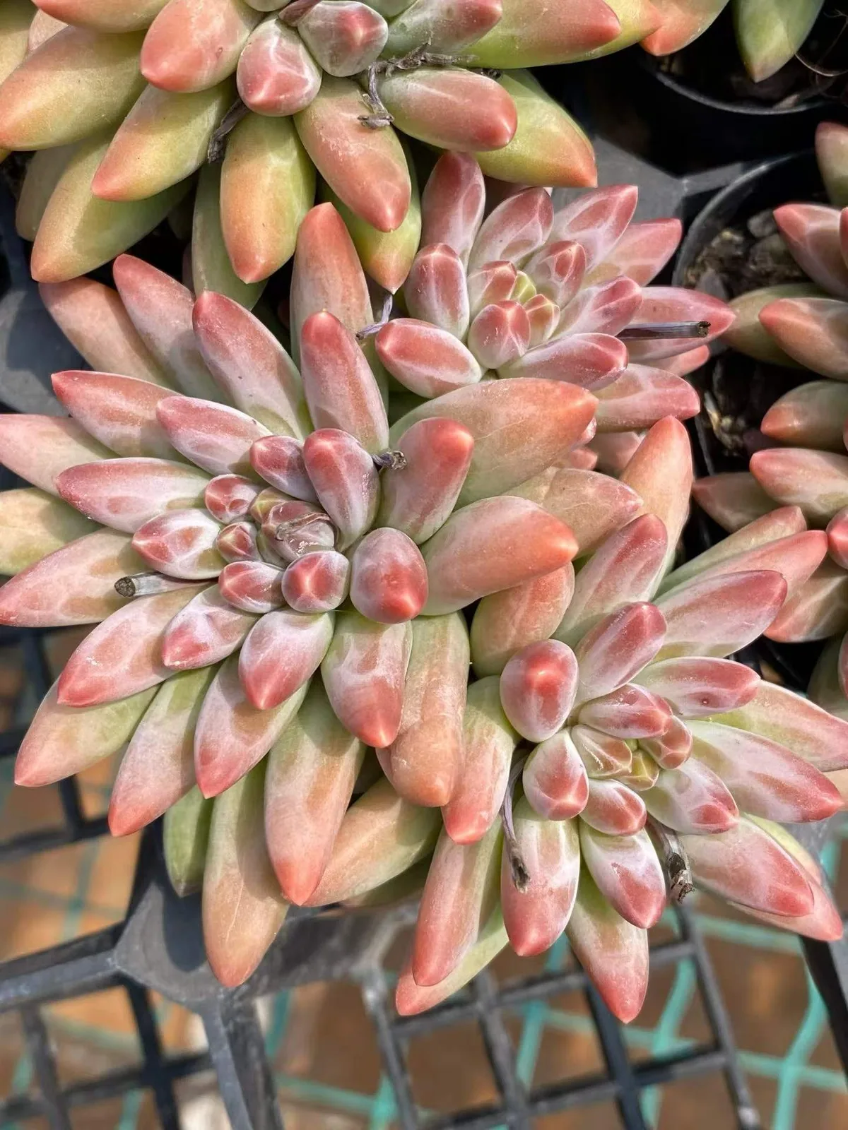 Echeveria 'Icarus' 3 Heads Cluster (伊卡鲁斯三头群) succulent — wholesale bare-root export from Yunnan, China (1 of 4)