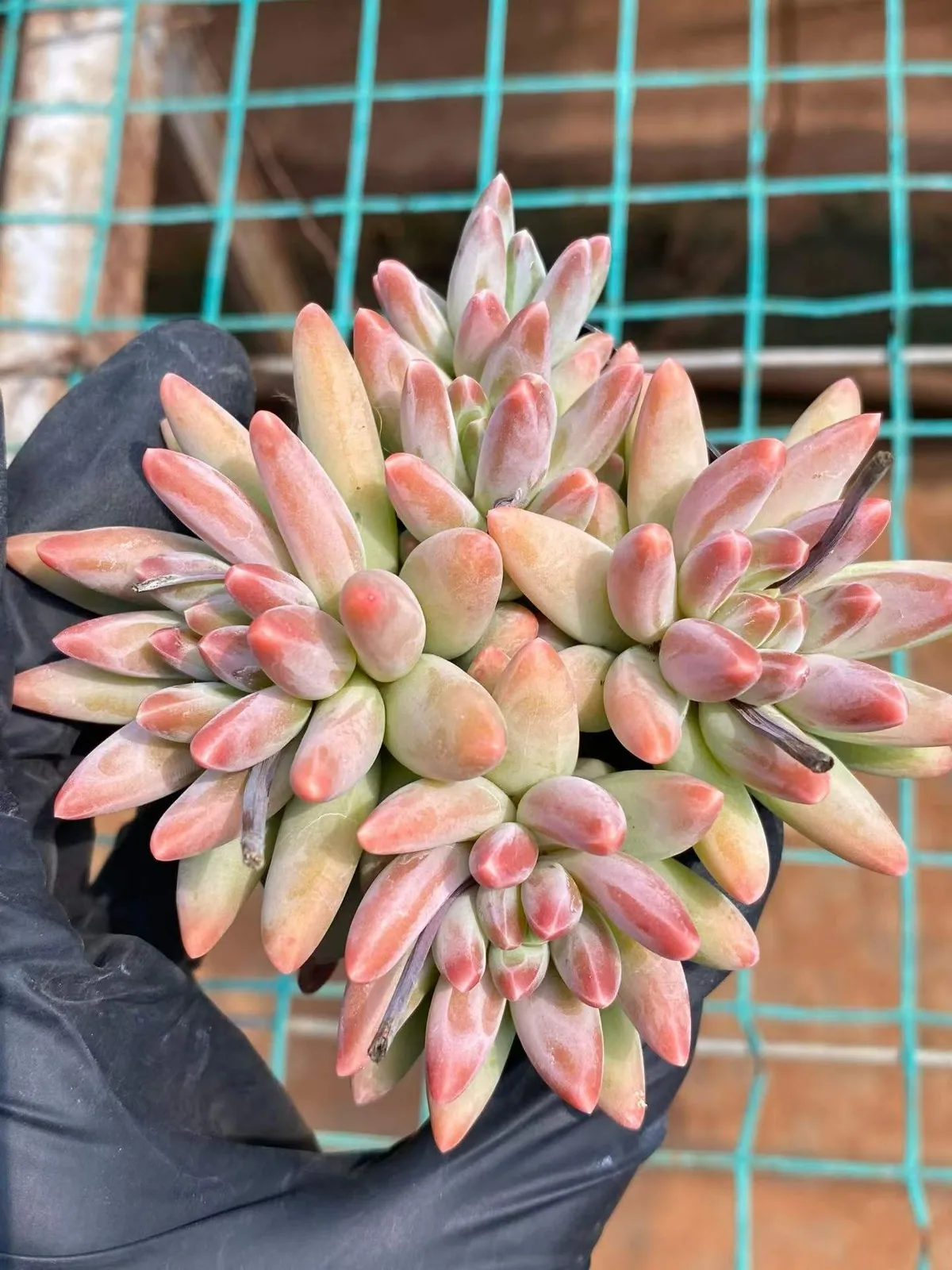 Echeveria 'Icarus' 4 Heads (伊卡鲁斯四头) succulent — wholesale bare-root export from Yunnan, China (1 of 5)