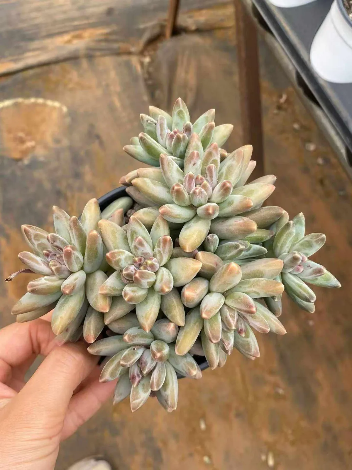 Echeveria 'Icarus' Cluster (伊卡鲁斯群) succulent — wholesale bare-root export from Yunnan, China (1 of 9)