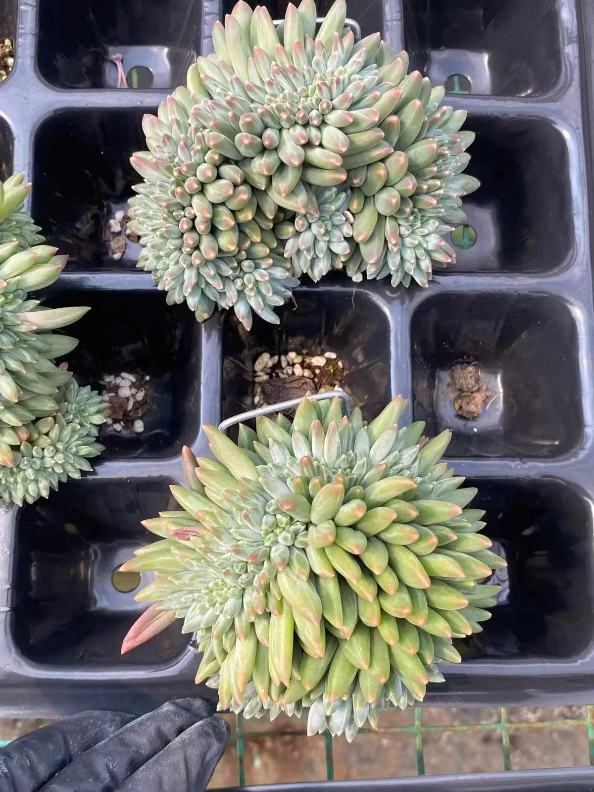 Echeveria 'Icarus' Crested (伊卡鲁斯缀) succulent — wholesale bare-root export from Yunnan, China (1 of 6)