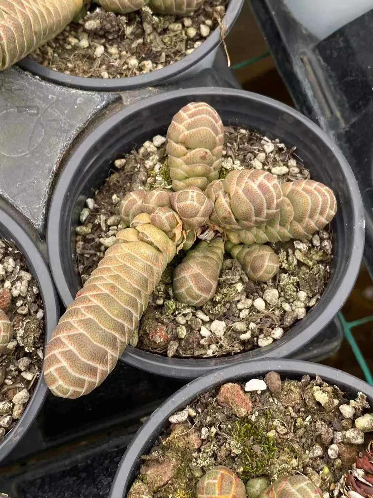 Crassula Echeveria 'Jade Camellia' (玉椿) succulent — wholesale bare-root export from Yunnan, China (1 of 4)