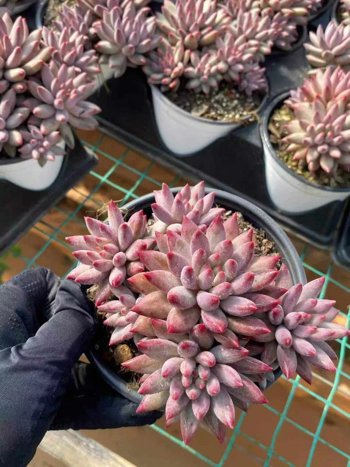 Echeveria 'Kingyobina' (5+ Heads) Cluster (五头起发金鱼姬群) succulent — wholesale bare-root export from Yunnan, China (1 of 4)