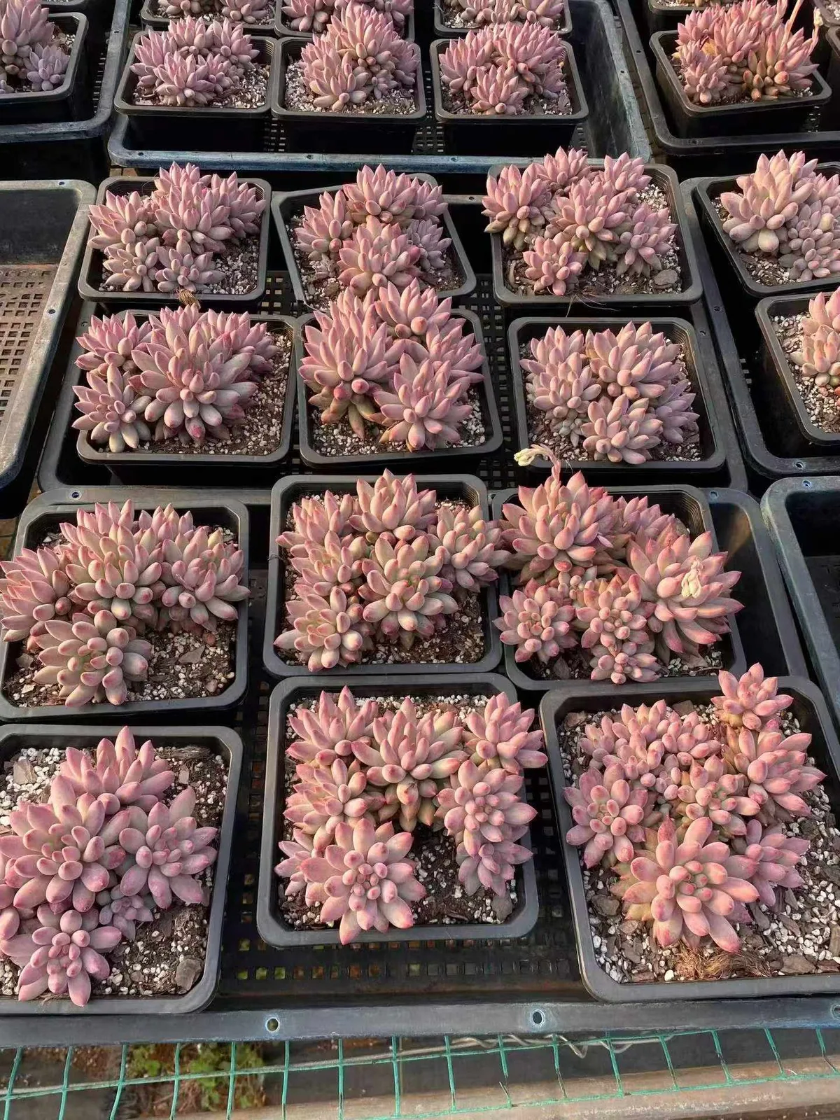 Echeveria 'Kingyobina' Cluster (金鱼姬群) succulent — wholesale bare-root export from Yunnan, China (1 of 7)