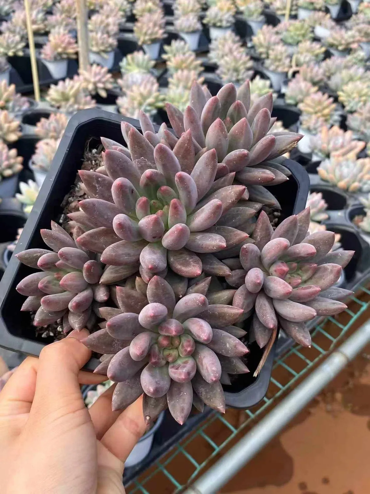 Echeveria 'Kingyobina' sp. Large Cluster (金鱼姬sp大群) succulent — wholesale bare-root export from Yunnan, China (1 of 4)