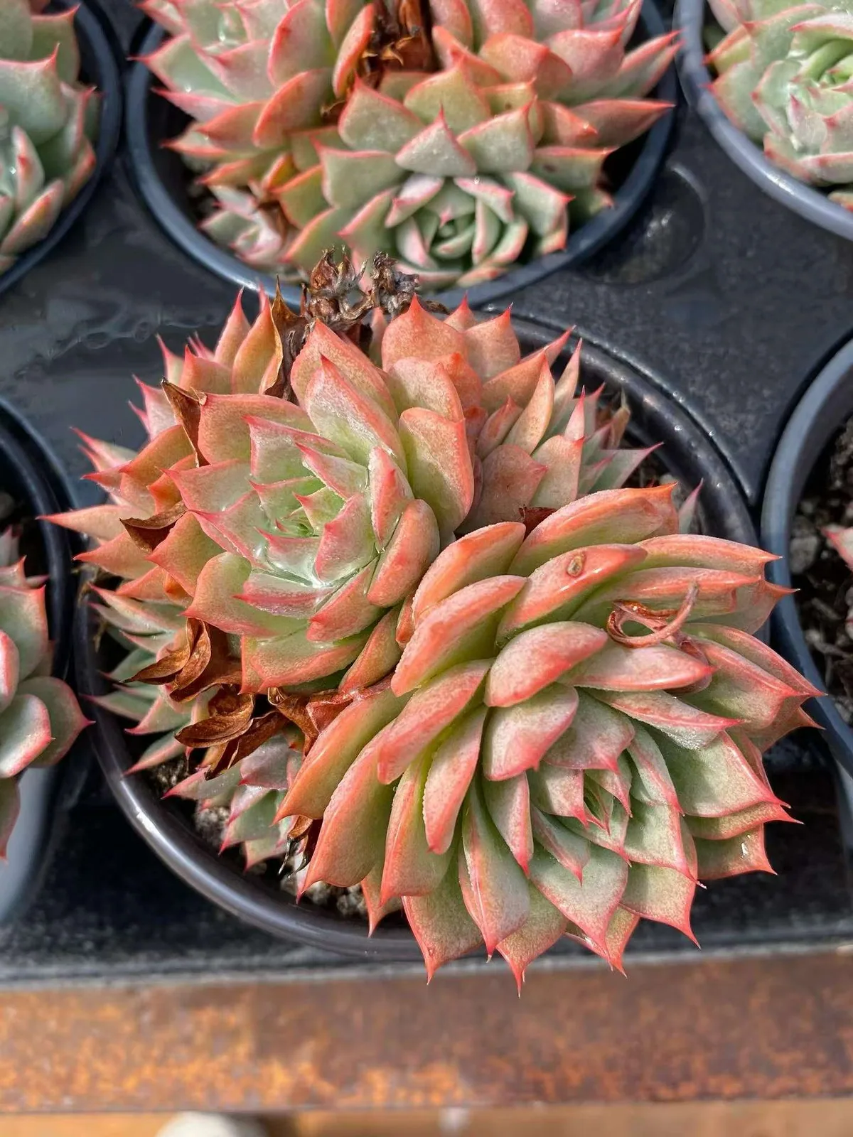 Echeveria 'Lindsayana' Cluster (林杰安娜群) succulent — wholesale bare-root export from Yunnan, China (1 of 4)