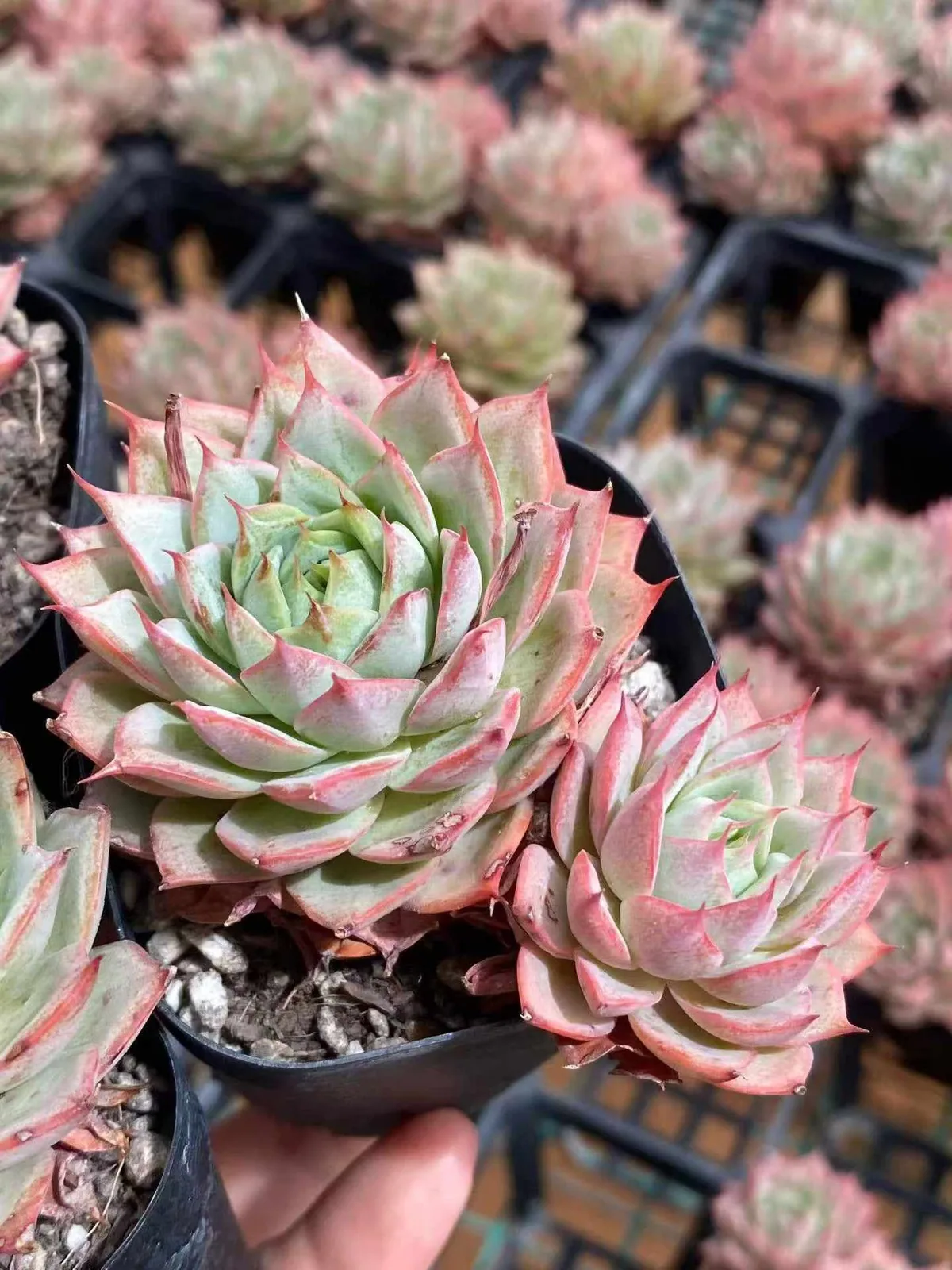 Echeveria 'Lindsayana' (林杰安娜) succulent — wholesale bare-root export from Yunnan, China (1 of 4)