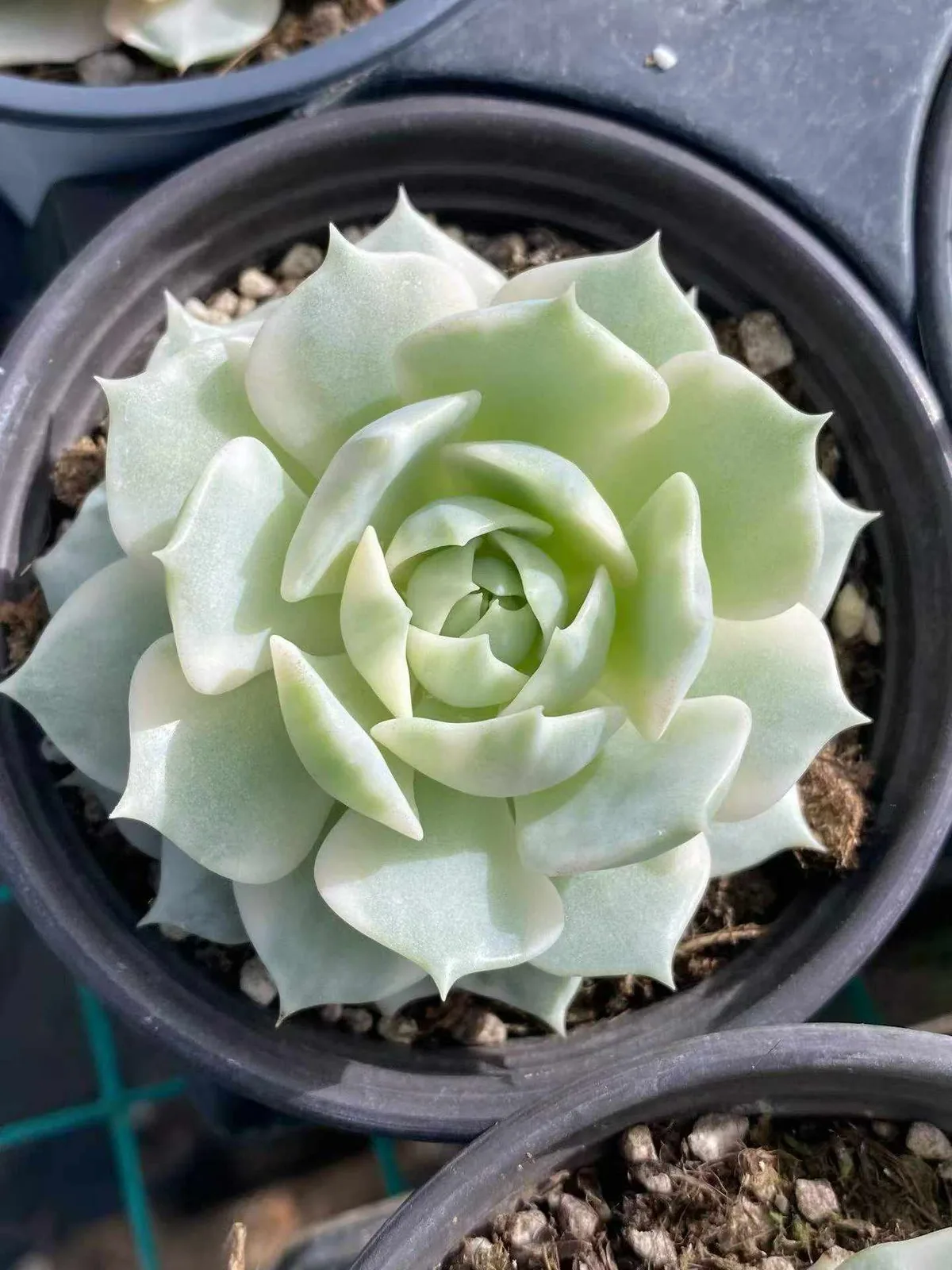 Echeveria 'Lola' Reverse Variegated (露娜莲覆轮锦) succulent — wholesale bare-root export from Yunnan, China (1 of 4)