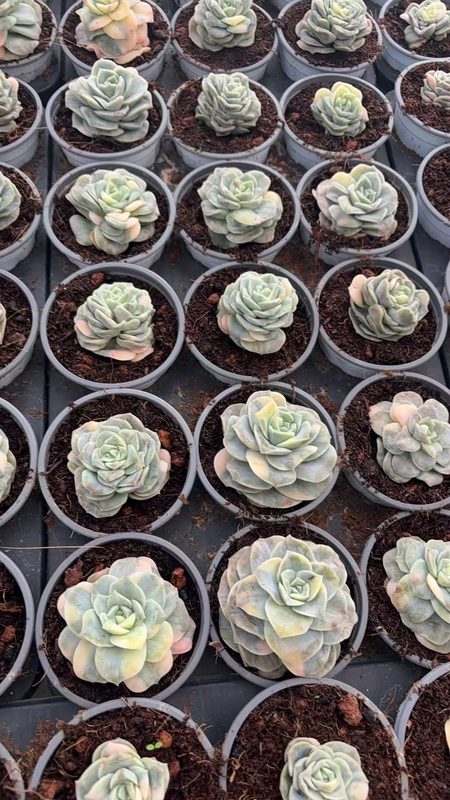 Lovely Rose Echeveria