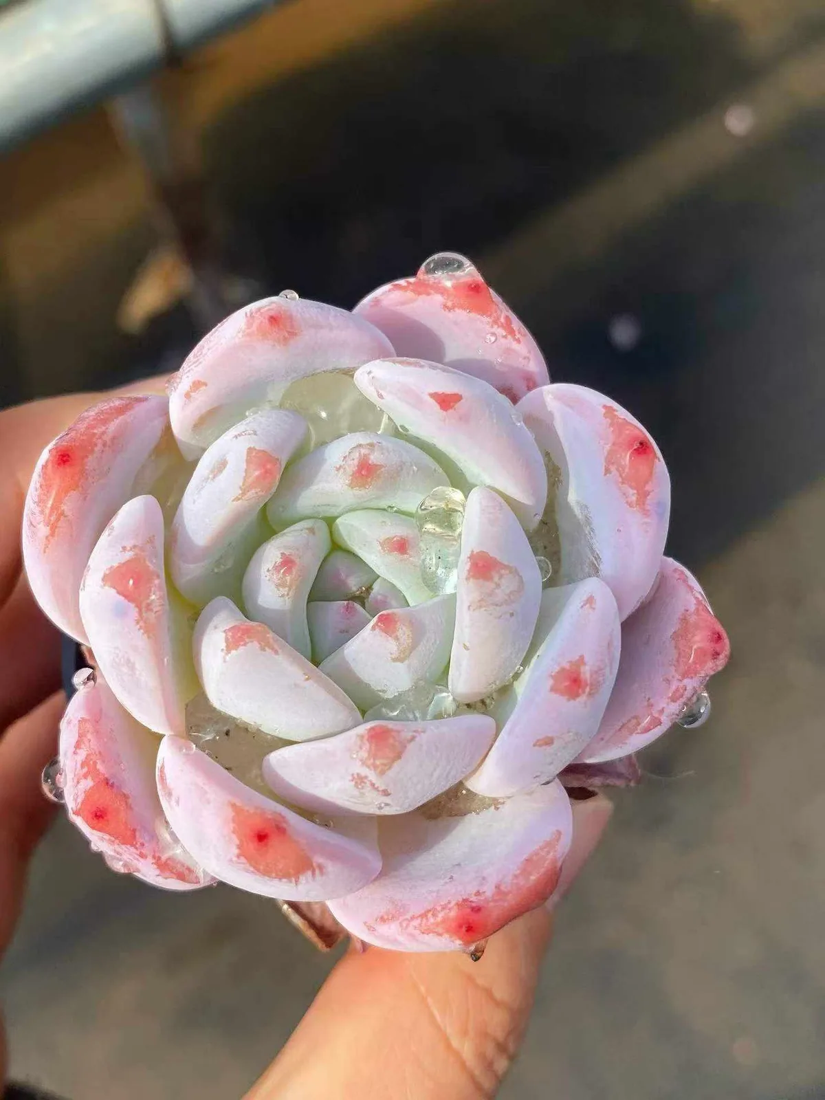 Echeveria 'Monroe' (梦露) succulent — wholesale bare-root export from Yunnan, China (1 of 5)