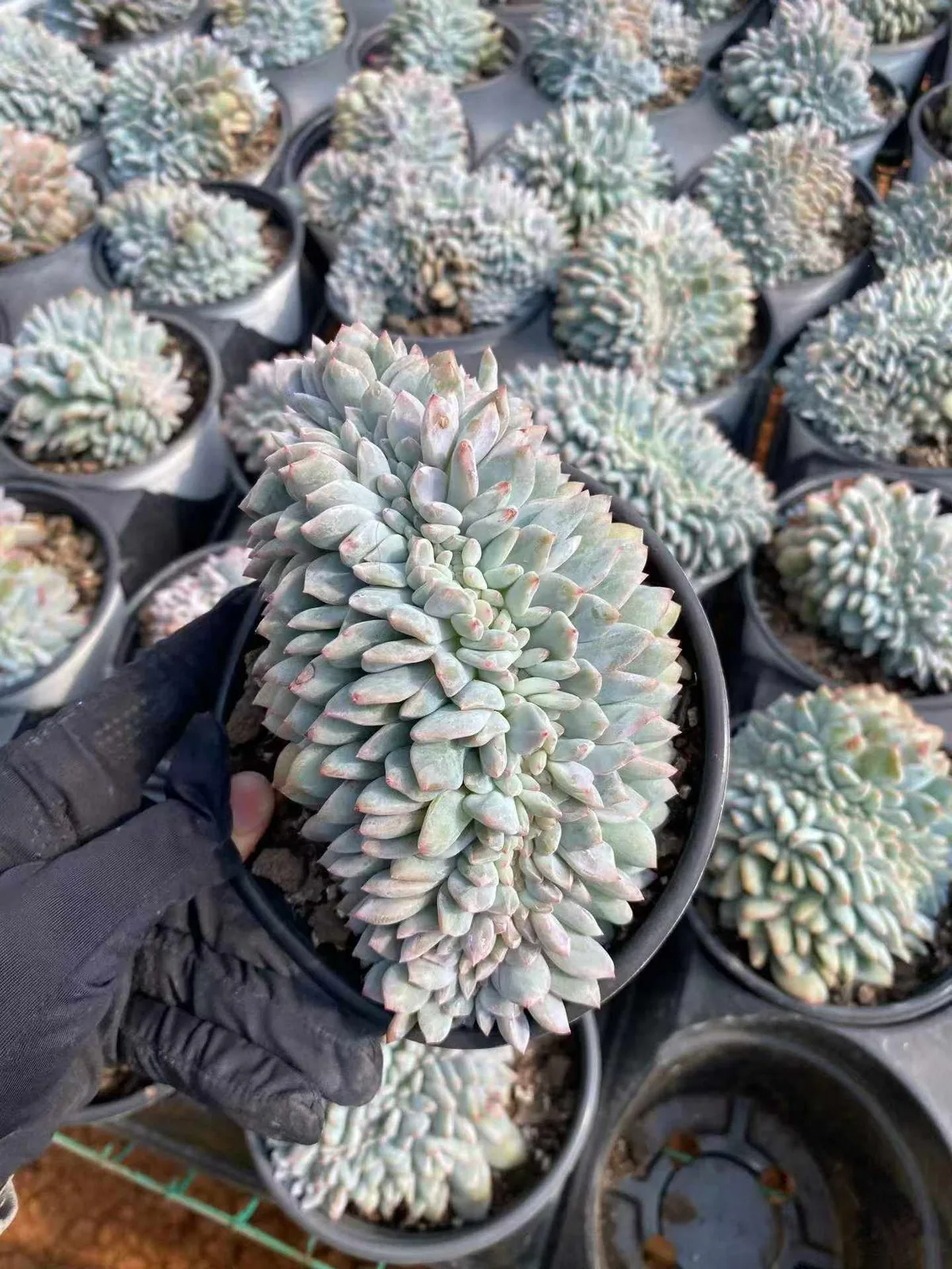 Echeveria 'Monroe' Crested (梦露缀) succulent — wholesale bare-root export from Yunnan, China (1 of 8)