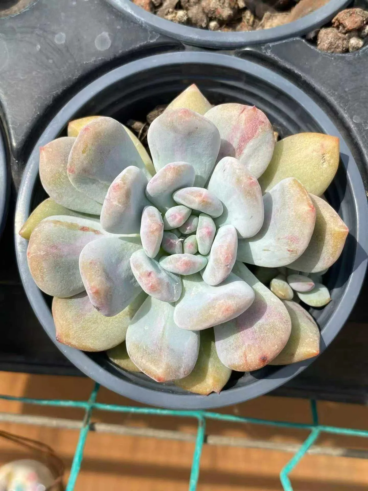 Echeveria 'Monroe' Monstrose (梦露石化) succulent — wholesale bare-root export from Yunnan, China (1 of 5)