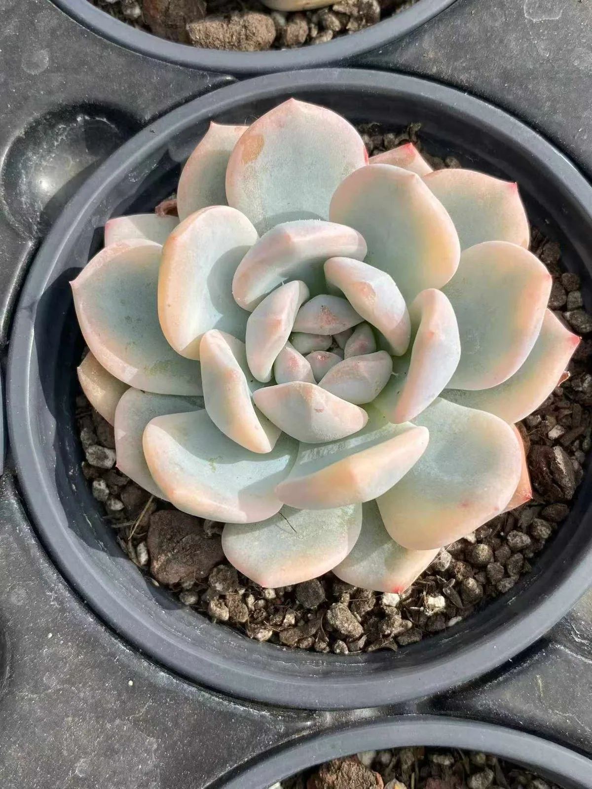 Echeveria 'Monroe' Variegated Single (梦露锦单头) succulent — wholesale bare-root export from Yunnan, China (1 of 3)
