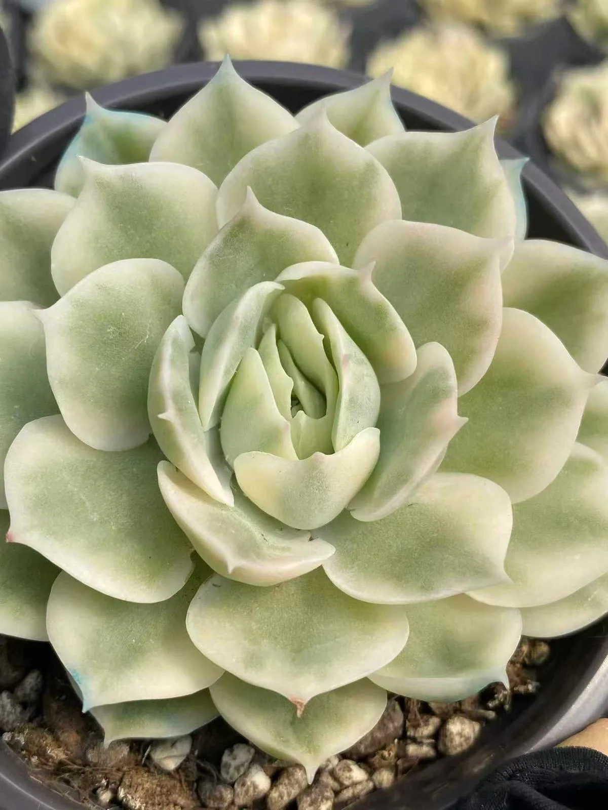 Echeveria 'Onslow' Single (昂斯诺锦纯单头) succulent — wholesale bare-root export from Yunnan, China (1 of 5)