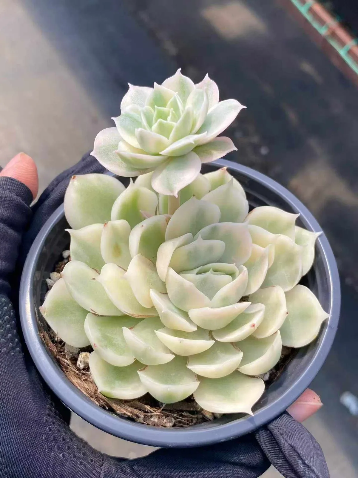 Echeveria 'Onslow' Variegated w/ Offsets (昂斯诺锦带惠惠（注意仔细看图) succulent — wholesale bare-root export from Yunnan, China (1 of 6)