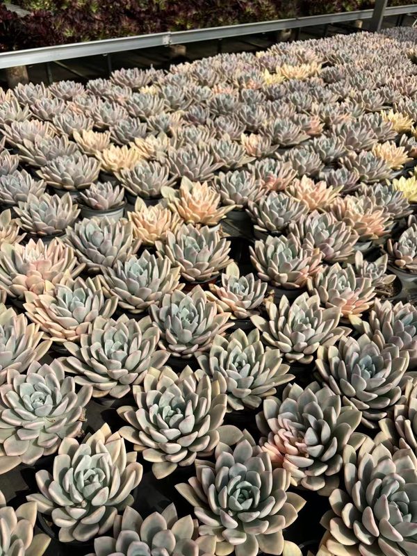 Opalina pearlescent Echeveria