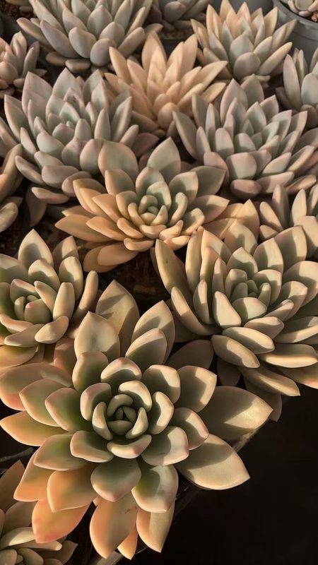 Pearlescent pastel Echeveria similar to Echeveria lilacina