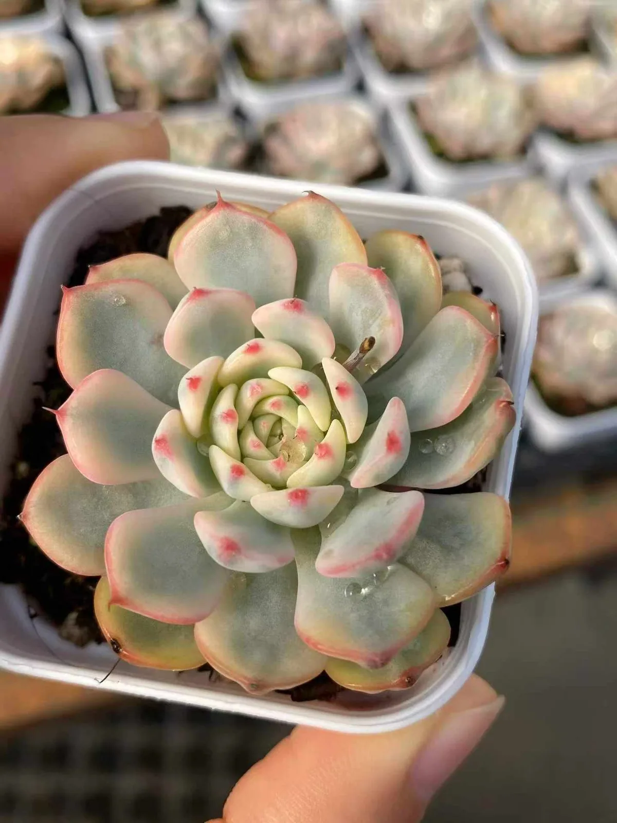 Echeveria peacockii Variegated (蓝姬莲锦) succulent — wholesale bare-root export from Yunnan, China (1 of 3)