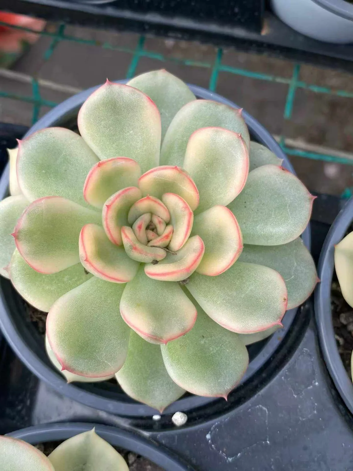 Echeveria 'Pollyanna' Variegated (保利安娜锦) succulent — wholesale bare-root export from Yunnan, China (1 of 5)