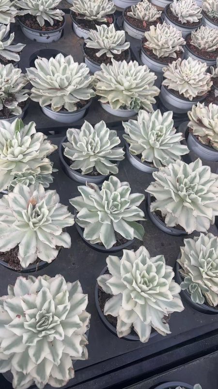 Purple Butterfly solo Echeveria