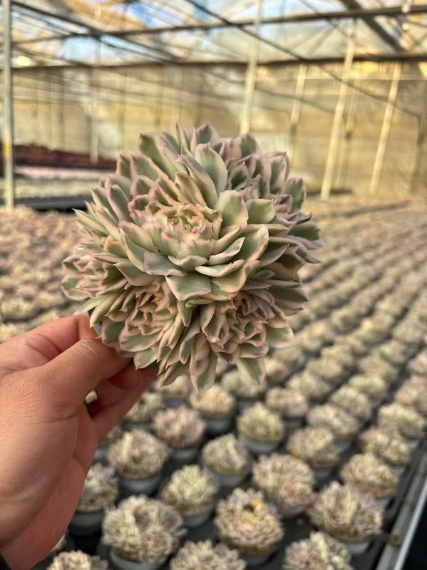 Purple Butterfly Echeveria
