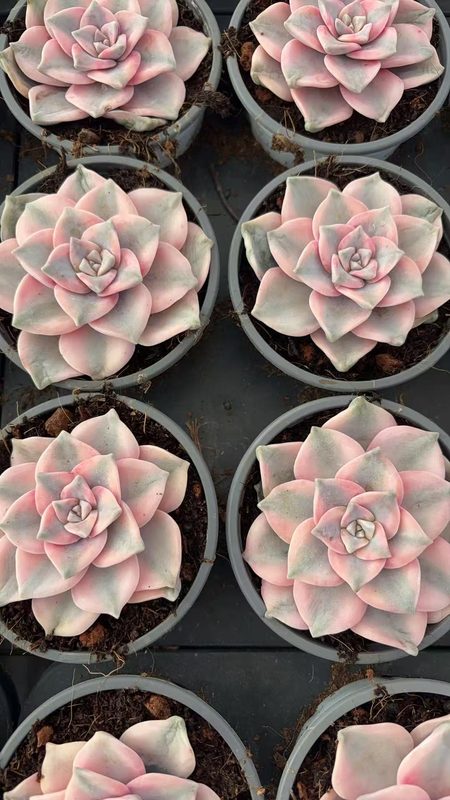 Purple Joy variegated Echeveria
