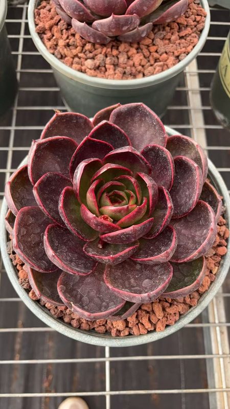 Red Lantern Echeveria potted specimen