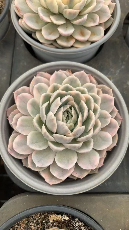 Snowball variegated Echeveria