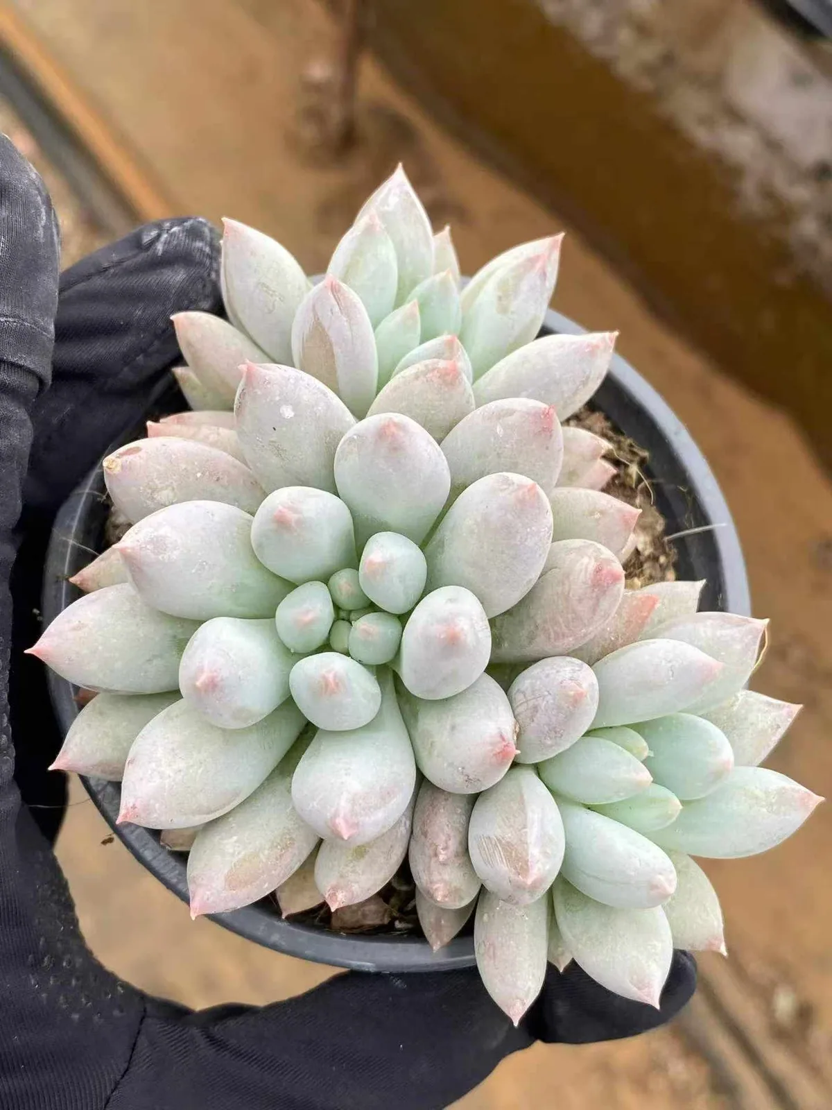 Echeveria 'Solomon' Cluster (所罗门群) succulent — wholesale bare-root export from Yunnan, China (1 of 4)
