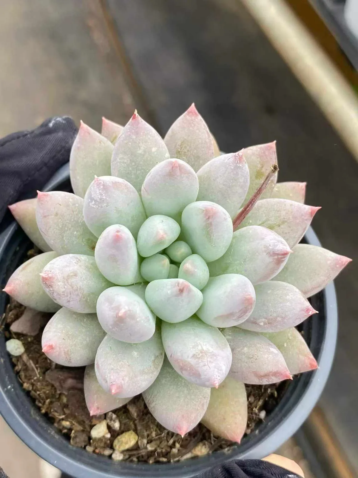 Echeveria 'Solomon' Single (所罗门单头) succulent — wholesale bare-root export from Yunnan, China (1 of 5)