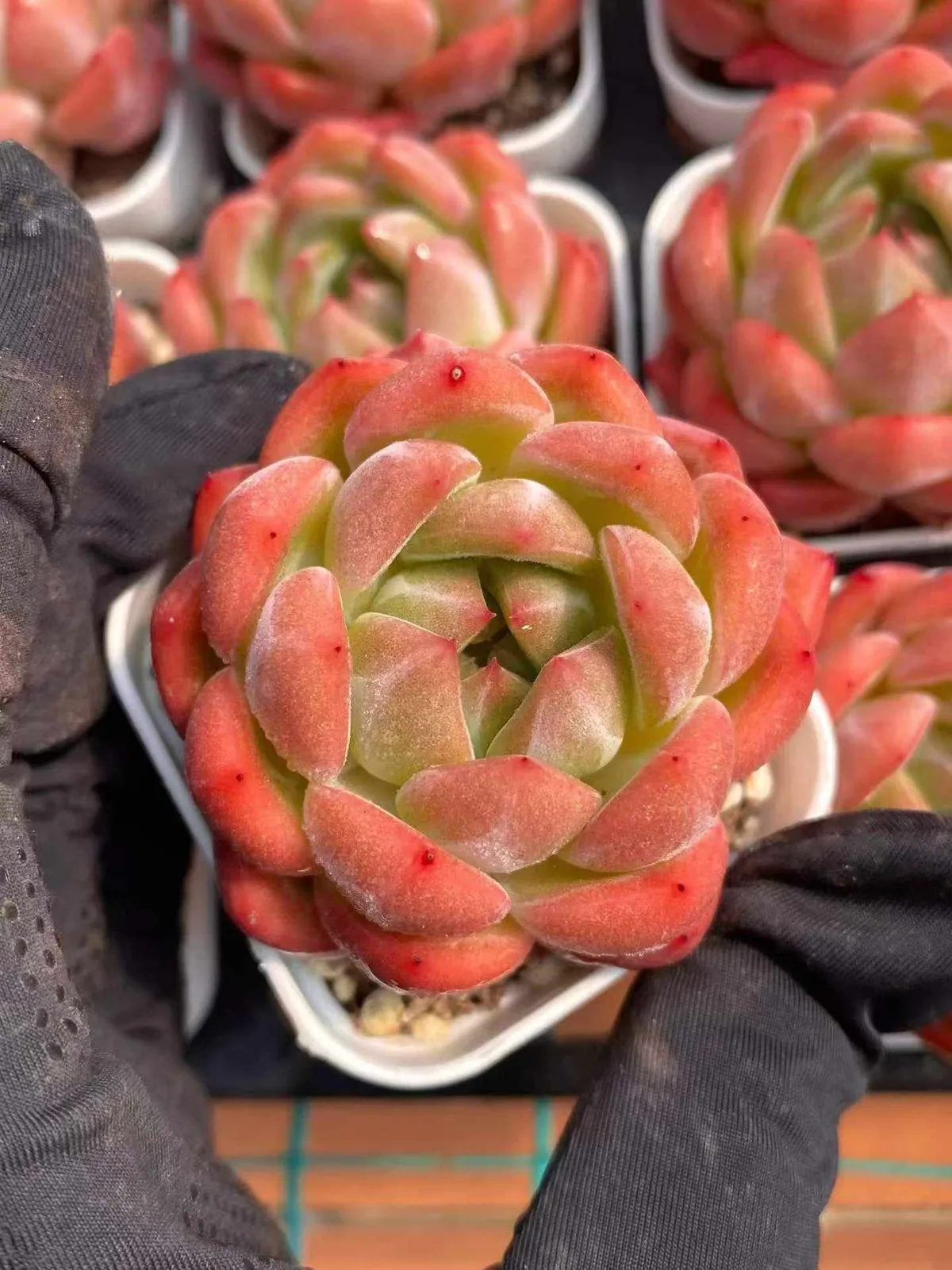 Echeveria Emerald Jade (碧瑶) succulent — wholesale bare-root export from Yunnan, China (1 of 4)
