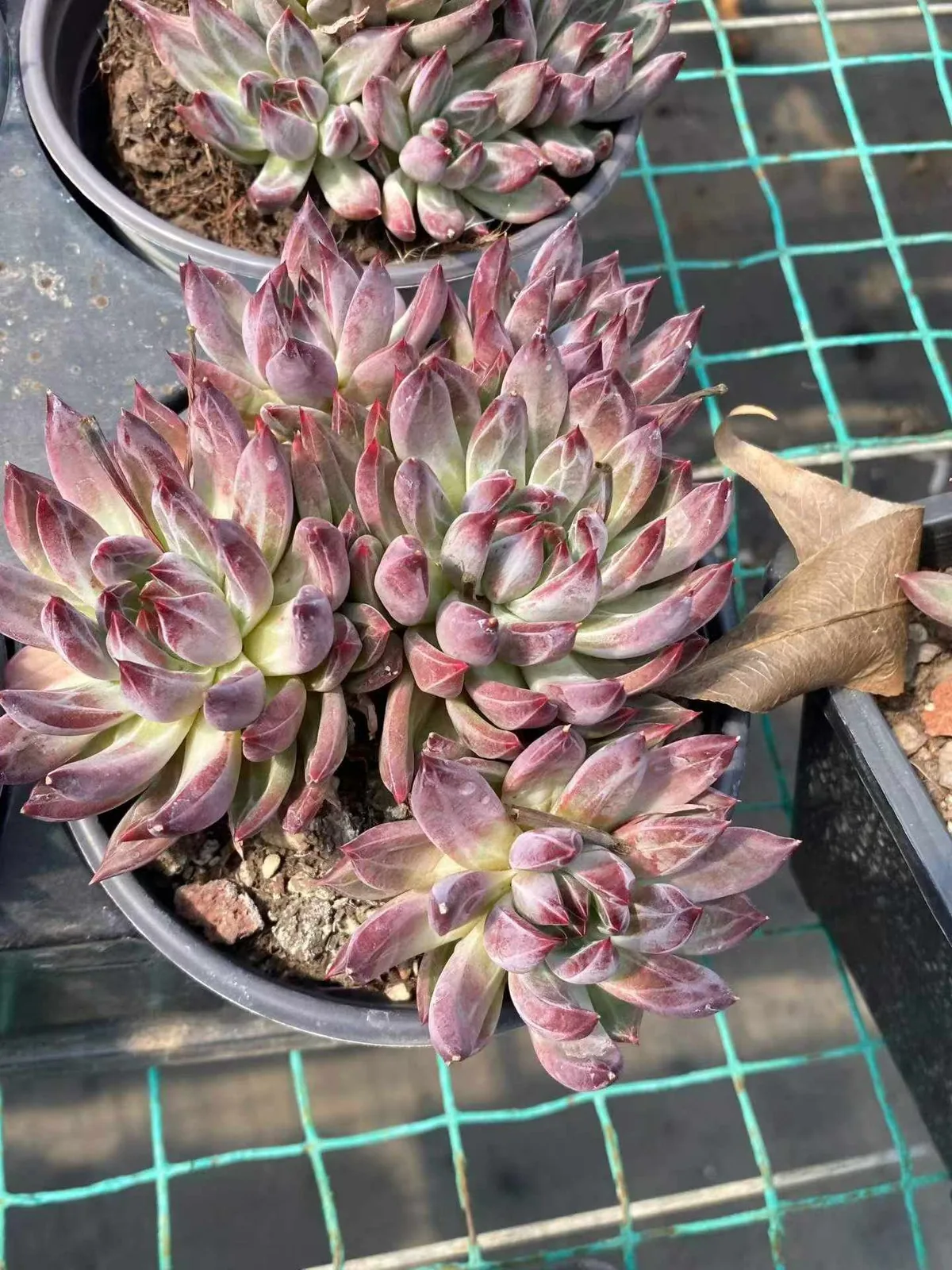 Echeveria Finnish Night 5 Heads (芬兰之夜五头) succulent — wholesale bare-root export from Yunnan, China (1 of 5)