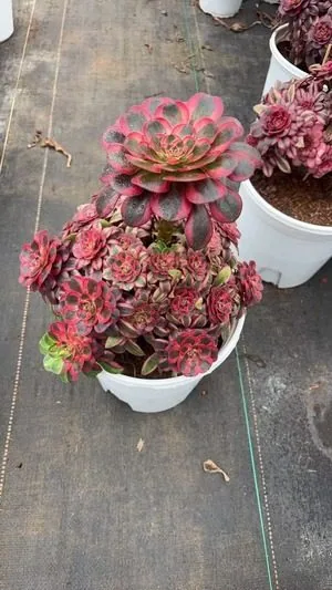 Aeonium 'First Love' (初恋) succulent — wholesale bare-root export from Yunnan, China