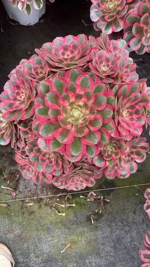 Aeonium 'First Love' (初恋) succulent — wholesale bare-root export from Yunnan, China