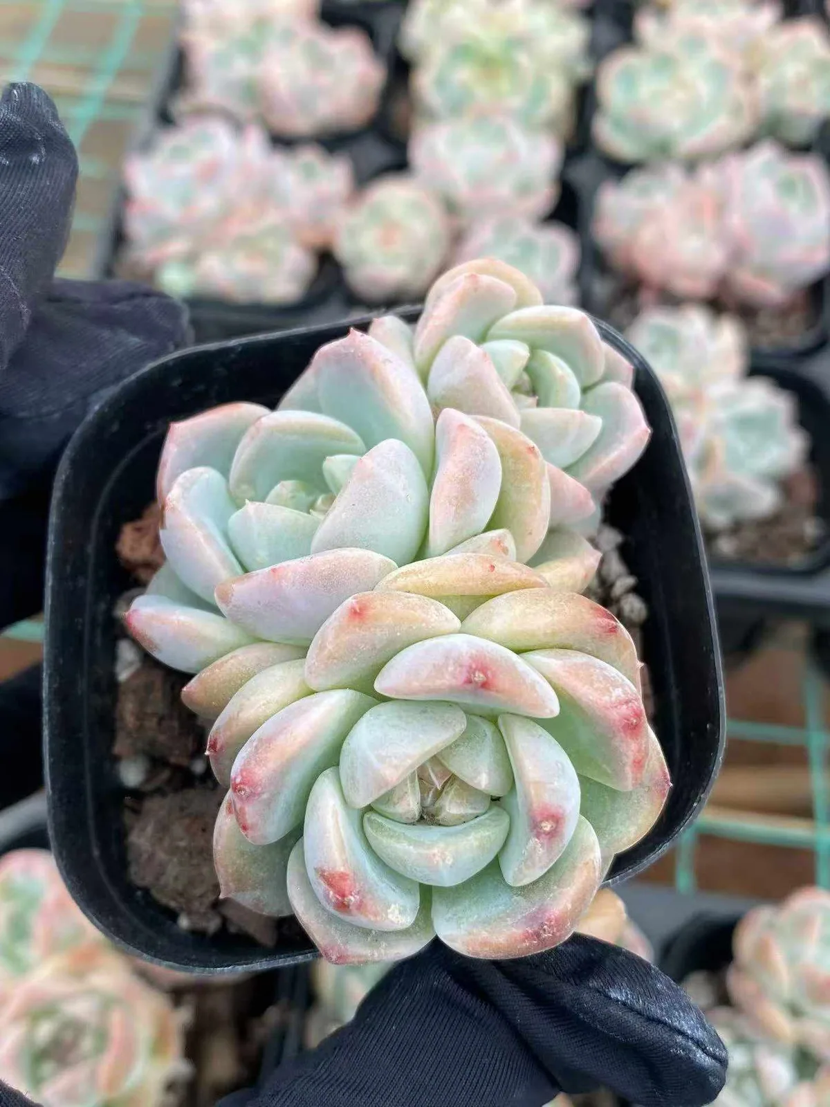 Echeveria Fortitude Cluster (刚毅群) succulent — wholesale bare-root export from Yunnan, China (1 of 3)