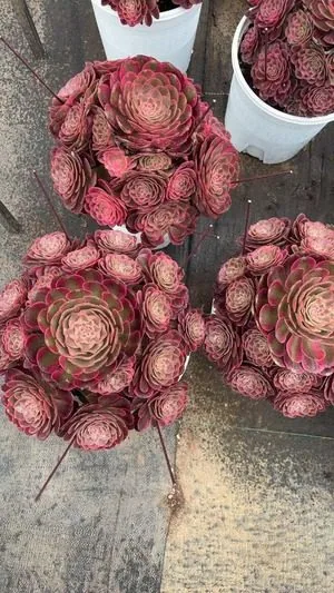 Aeonium 'Lotus Bloom' (芙蕖) succulent — wholesale bare-root export from Yunnan, China