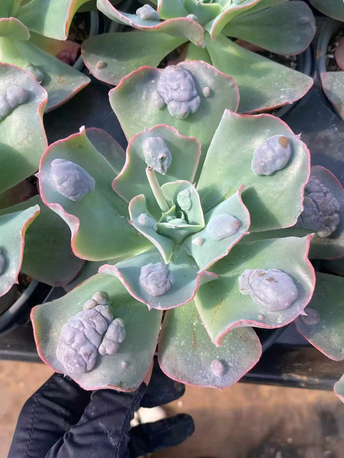 Echeveria Garden Cottage (花园小屋) succulent — wholesale bare-root export from Yunnan, China (1 of 4)
