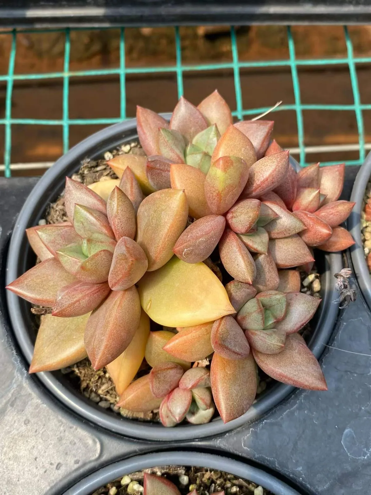 Echeveria General Cluster (将军群) succulent — wholesale bare-root export from Yunnan, China (1 of 7)