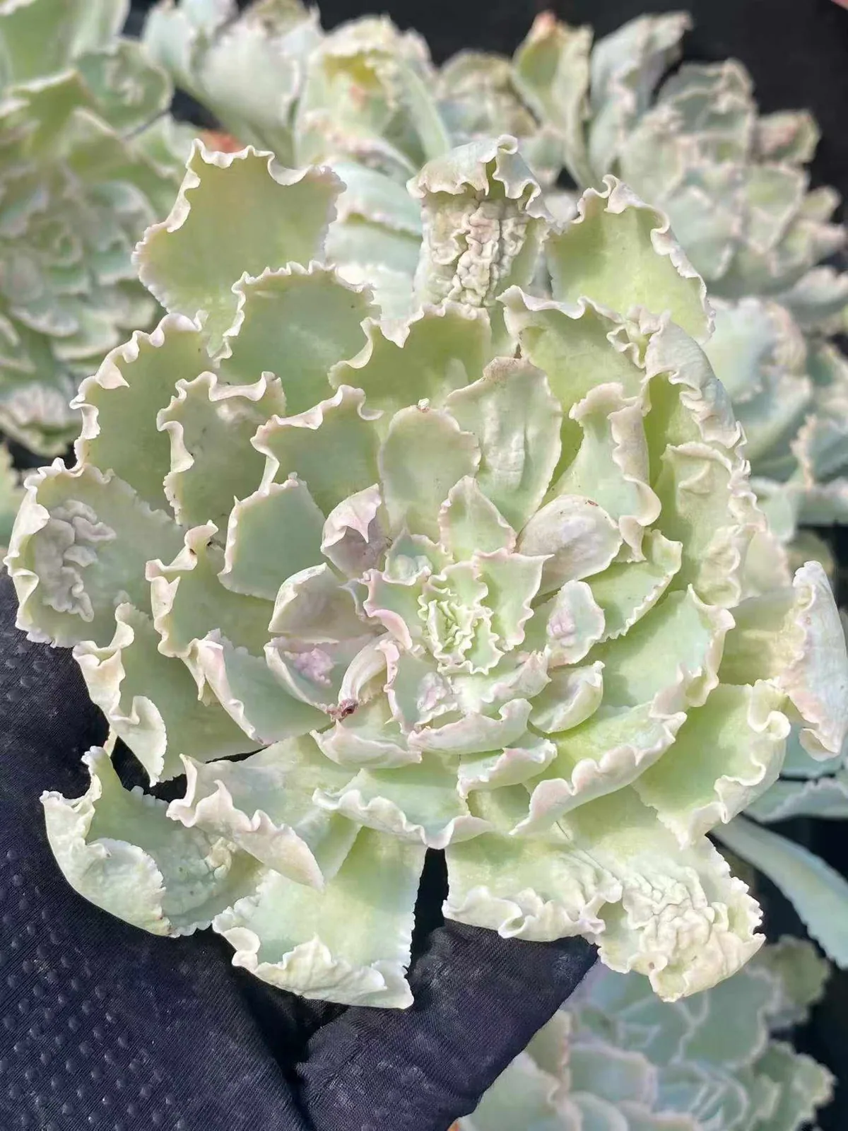 Echeveria Gion Dance (祗园之舞) succulent — wholesale bare-root export from Yunnan, China (1 of 3)