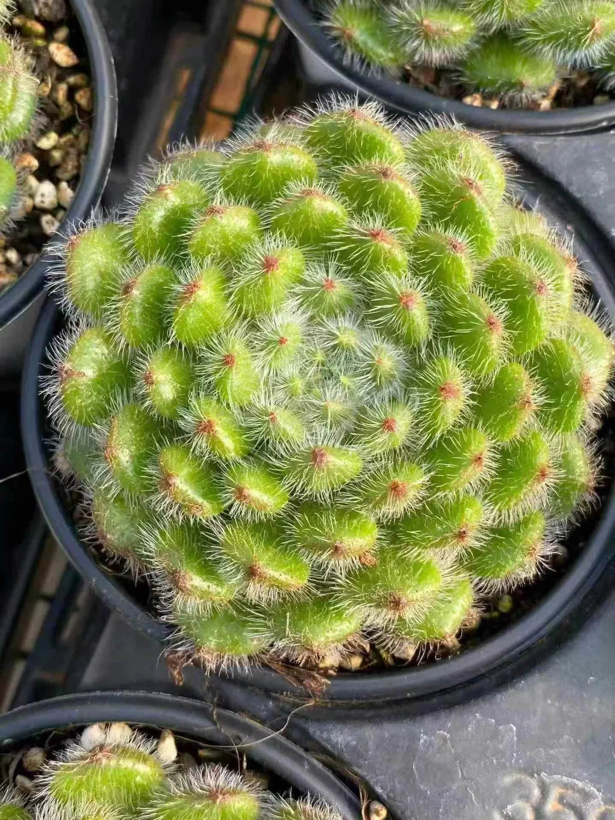 Echeveria Golden Fruit (黄金果) succulent — wholesale bare-root export from Yunnan, China (1 of 5)