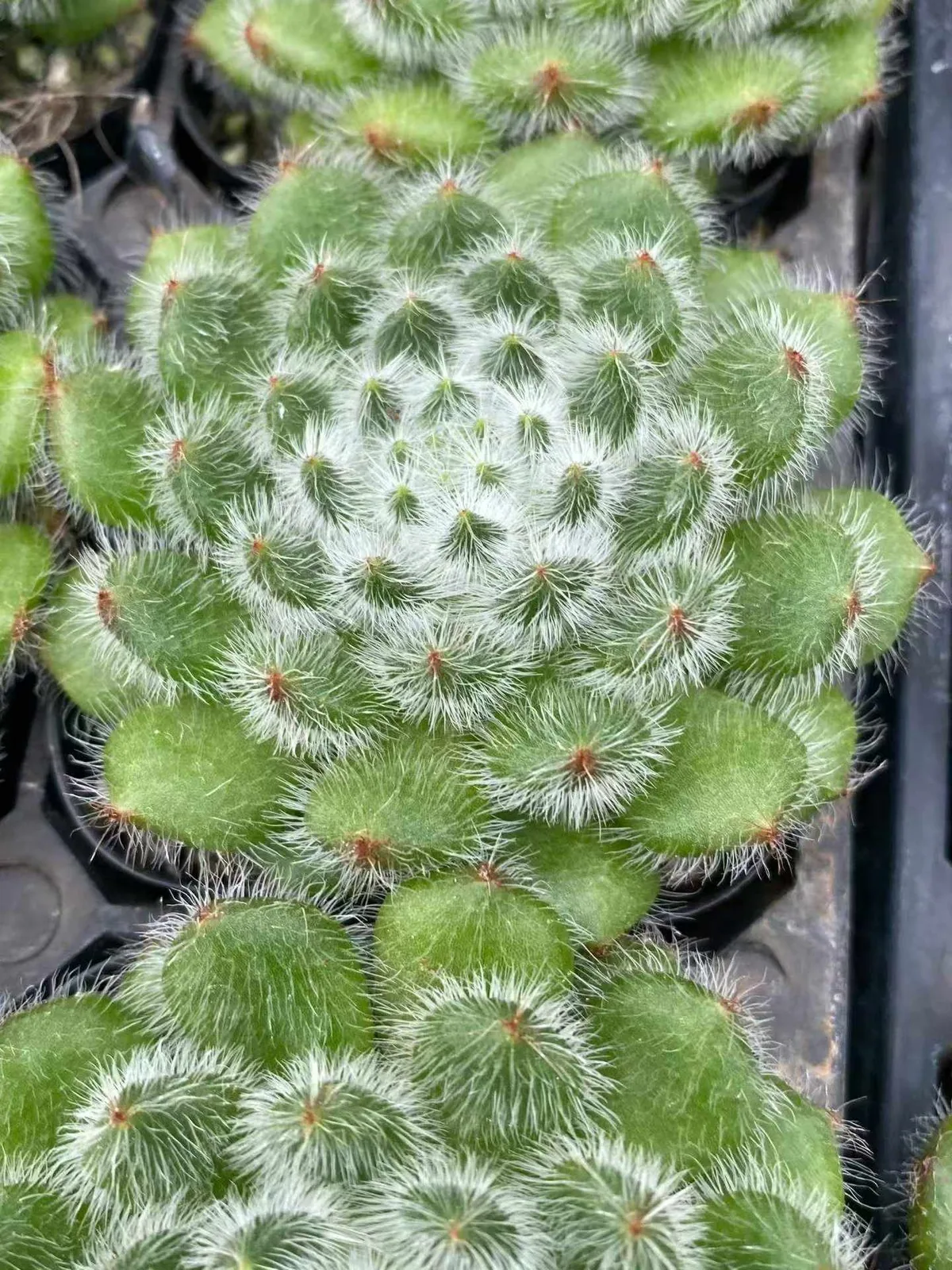 Echeveria Golden Fruit Single (黄金果单头) succulent — wholesale bare-root export from Yunnan, China (1 of 3)