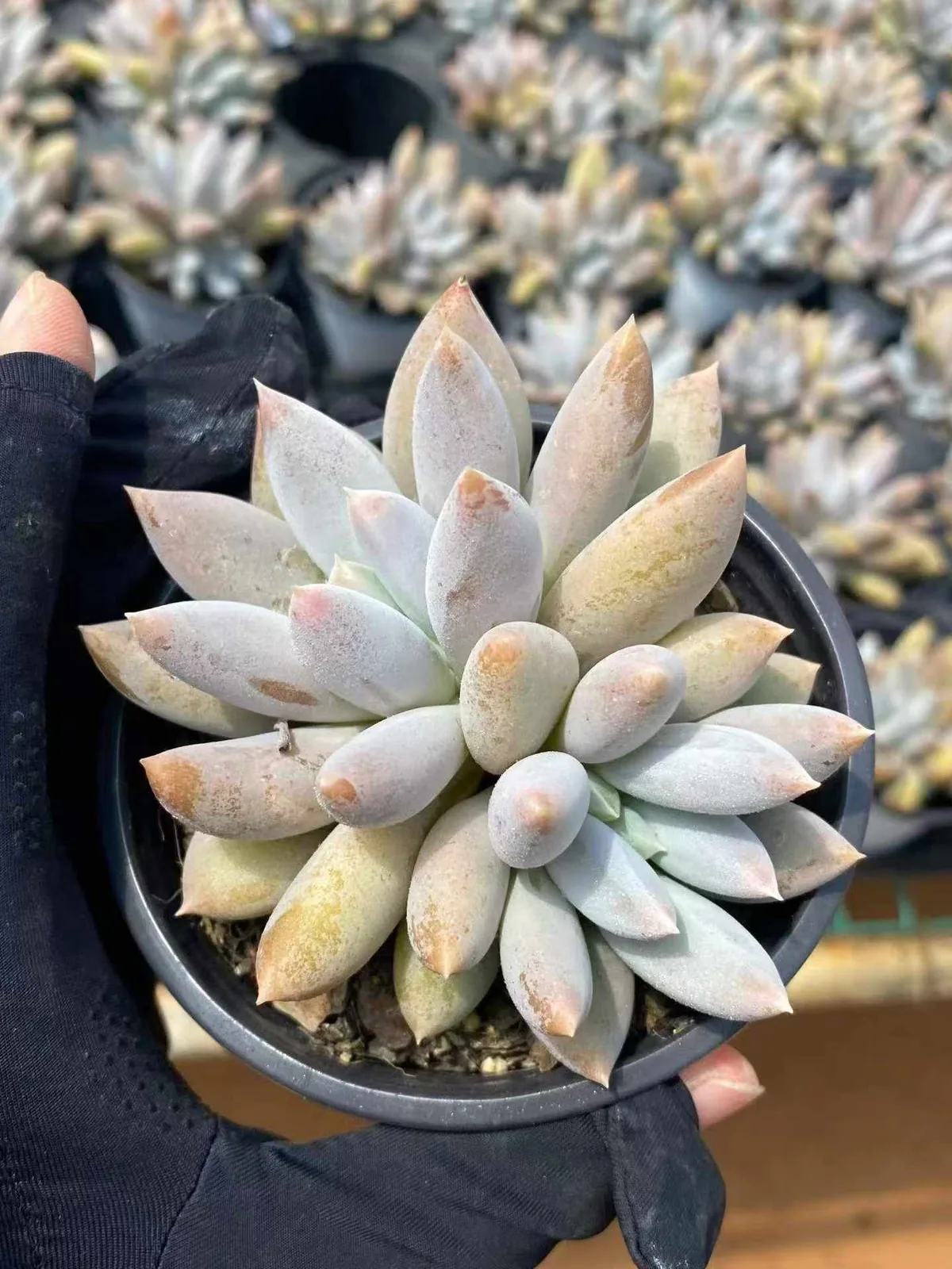 Echeveria Gothic Twin-head (哥特双头) succulent — wholesale bare-root export from Yunnan, China (1 of 5)