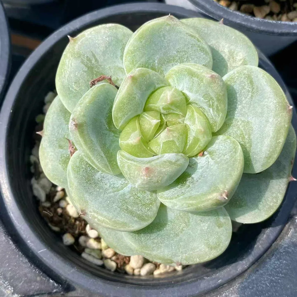 Echeveria Green Bodhi (绿菩提) succulent — wholesale bare-root export from Yunnan, China (1 of 5)