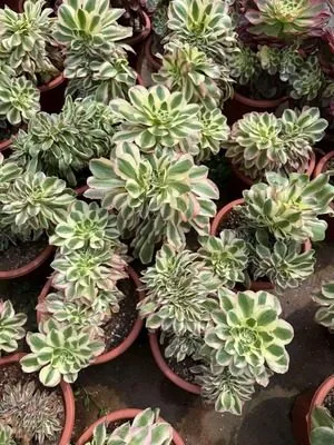 Aeonium 'Green Crest' Crested (绿破缀) succulent — wholesale bare-root export from Yunnan, China