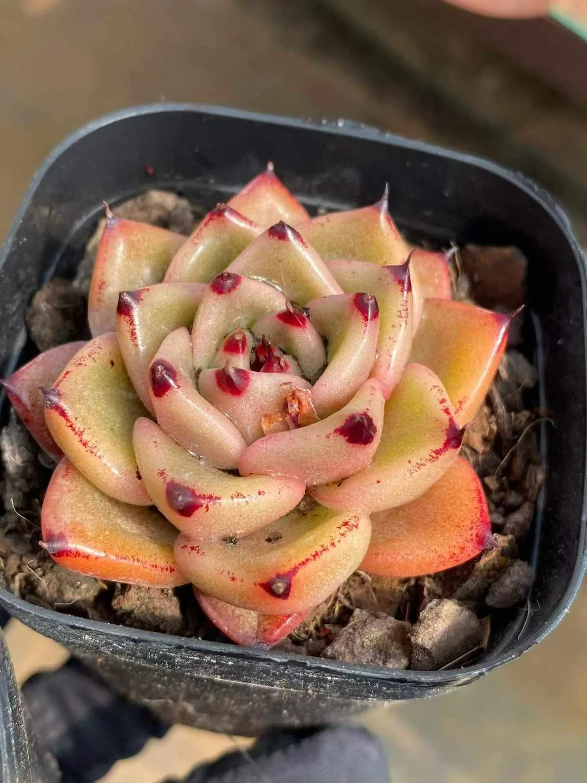 Echeveria Haiku Hybrid (海库杂) succulent — wholesale bare-root export from Yunnan, China (1 of 5)