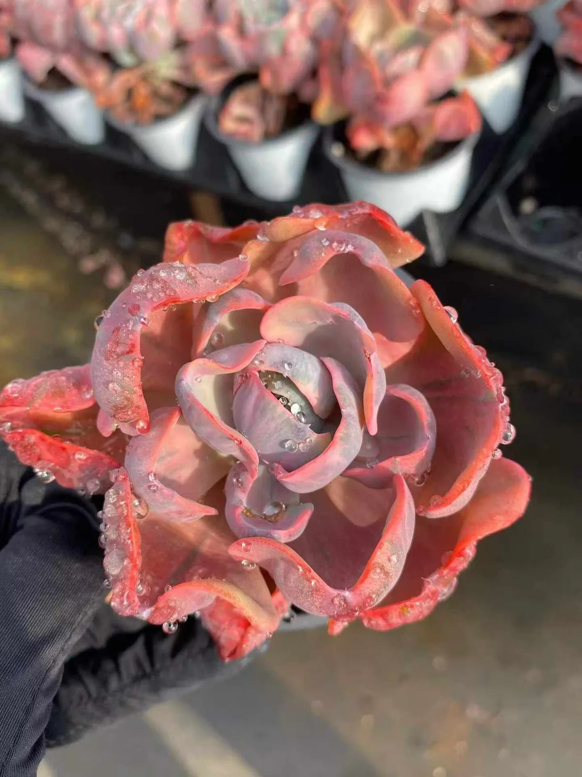 Echeveria Heart Moon Variegated (心之月锦) succulent — wholesale bare-root export from Yunnan, China (1 of 4)