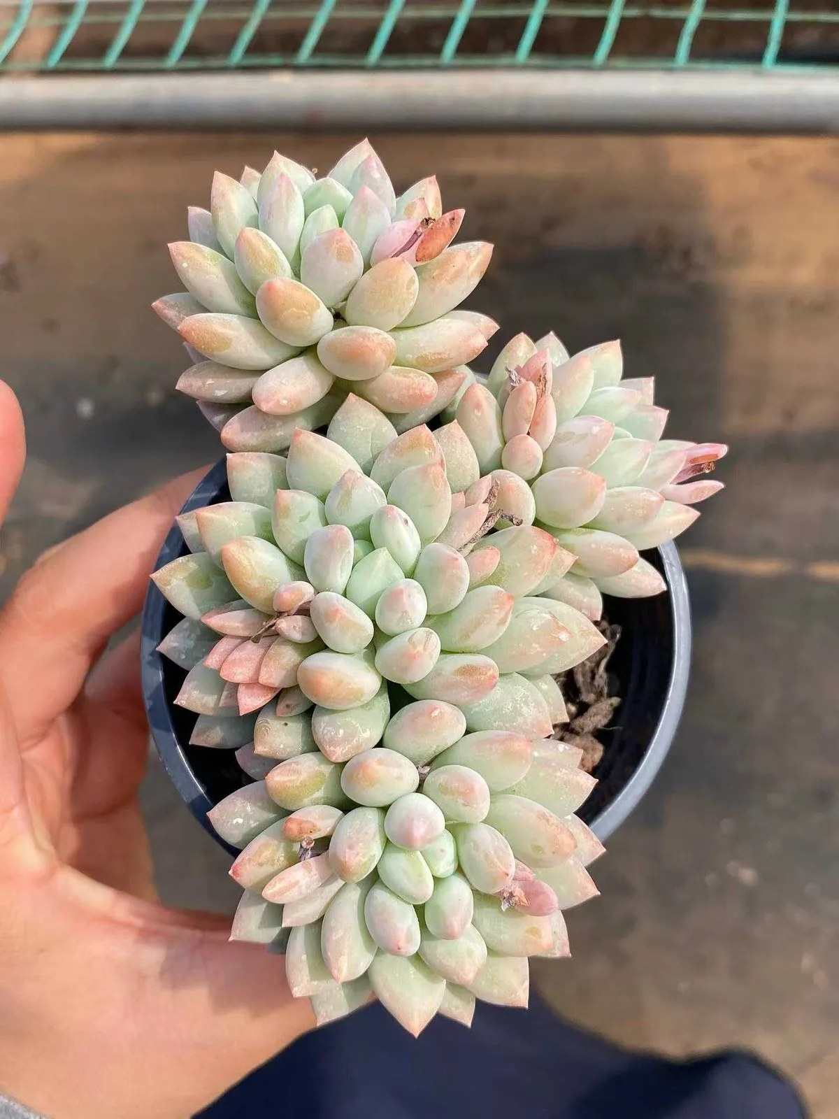 Echeveria Ice Cream (冰激凌) succulent — wholesale bare-root export from Yunnan, China (1 of 5)