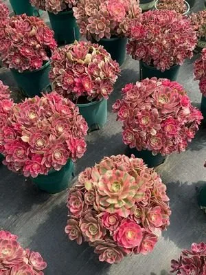 Aeonium 'Adonis' Old Stem, Large Cluster (男神老桩大群) succulent — wholesale bare-root export from Yunnan, China