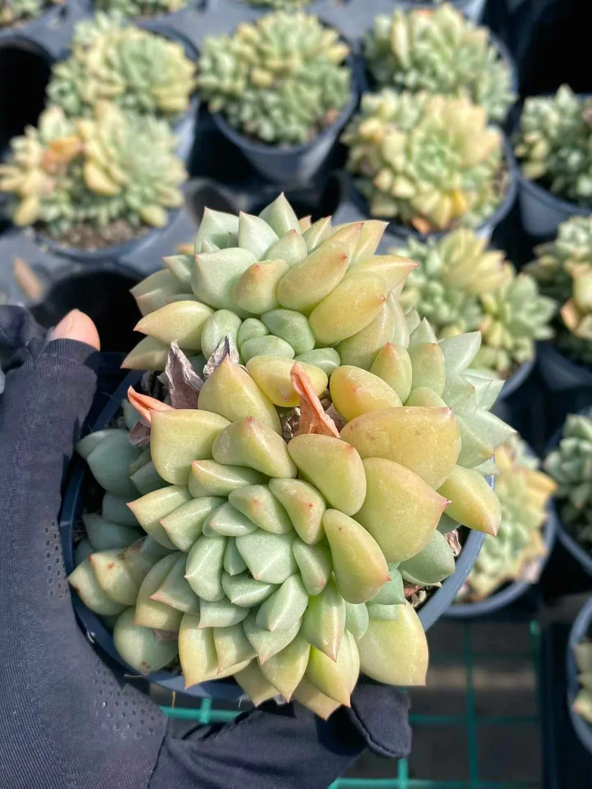 Echeveria Ivory Cluster (象牙群) succulent — wholesale bare-root export from Yunnan, China (1 of 3)