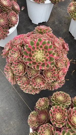 Aeonium 'Jade Beauty' Old Stem, Large Cluster (颜如玉老桩大群) succulent — wholesale bare-root export from Yunnan, China