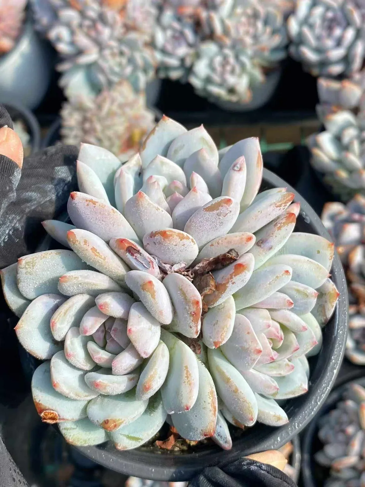 Echeveria Jade Hibiscus Cluster (玉芙蓉群) succulent — wholesale bare-root export from Yunnan, China (1 of 4)